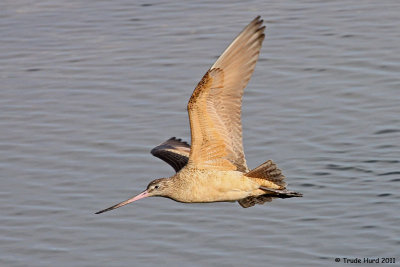 Marbled Godwit