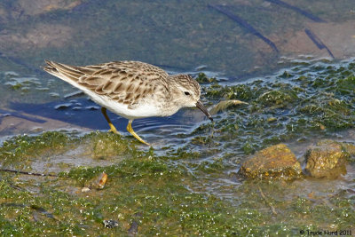 Least Sandpiper