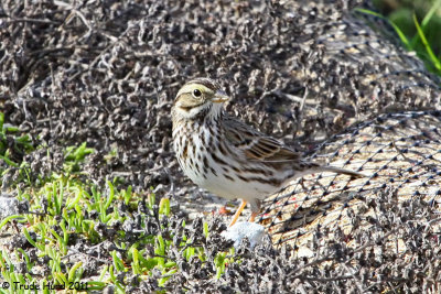 Belding's Savannah Sparrow (endangered)