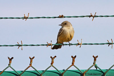 Say's Phoebe, looking for food