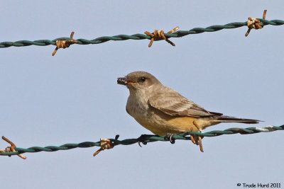 Say's Phoebe found an insect!