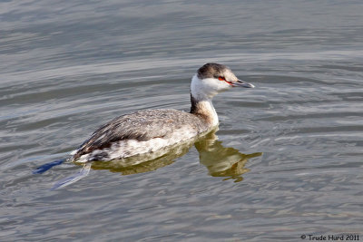 Horned Grebe, above water