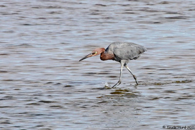 Reddish Egret can walk on water!