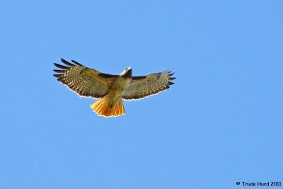 Best of all, a red-tailed hawk overhead