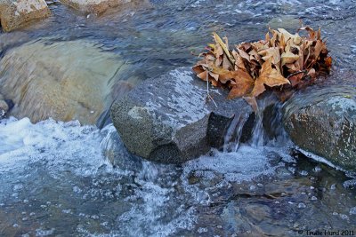 Bell Creek full of water due to recent storms.  Love that sound!