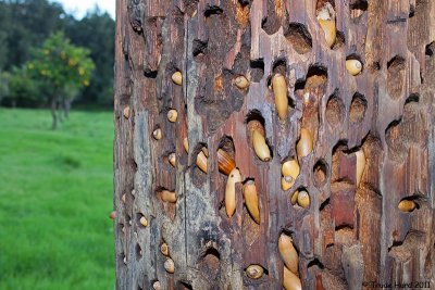 Acorn granery is a food pantry for Acorn Woodpeckers