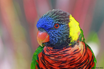 Love the Lorikeets!