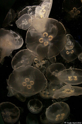 Moon Jellies
