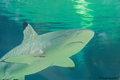 Black Tip Reef Shark
