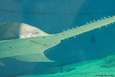 Sawfish