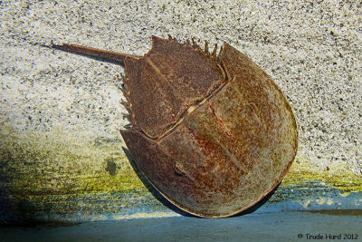 Horseshoe Crab from ancient days