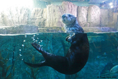 Sea Otter