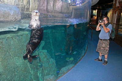 Sea Otter poses for picture