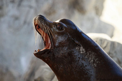 California Sea Lion
