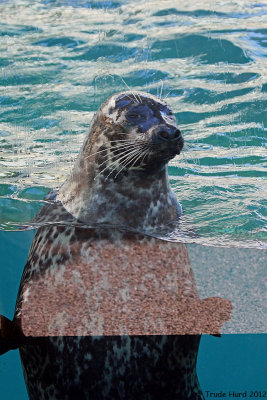 Harbor Seal  