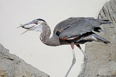 Great Blue Heron catches fish during seal show