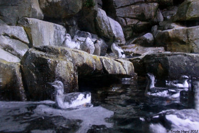 Sea Bird display