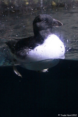 Puffins splash glass after it was cleaned