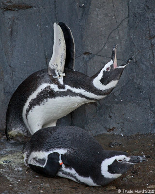 I want fish NOW!