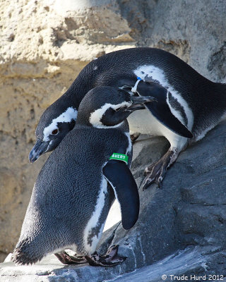 Ah, penguin love