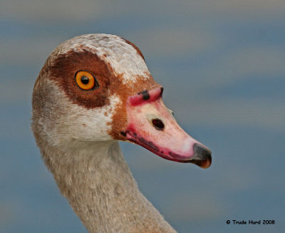geese_too_close_and_far_away
