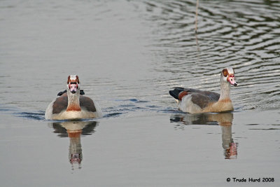 These two NON-NATIVE Egyptian Geese swam with teal, shoveler, and coots