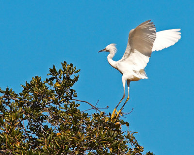13 Maybe this oak will do for this year's nest, he said (Snowy Egret)