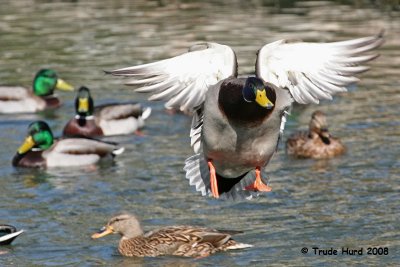 15 Where she goes, he goes, she said (male Mallard)