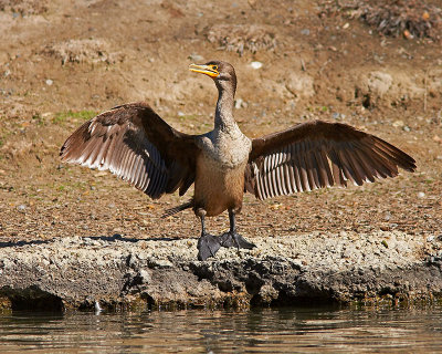 16 Wanna buy a watch, he said (Double-crested Cormorant)
