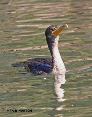 17 Today it's green contacts, tomorrow I'm wearing blue, she said (Double-crested Cormorant)