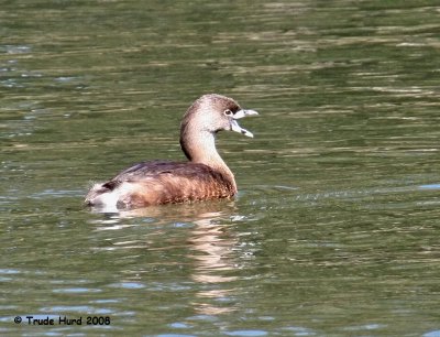 19 I was here first, she said (Pied-billed Grebe)