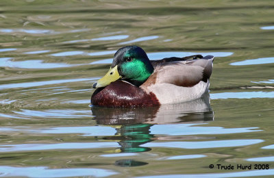 23 Everyday Mallard but still handsome this time of year, she said