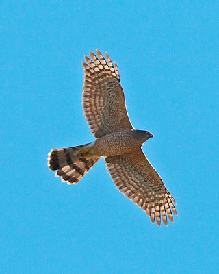 8 I had to handhold the 500 with a 1.4 x tc for this lucky shot of the Cooper's Hawk, he said