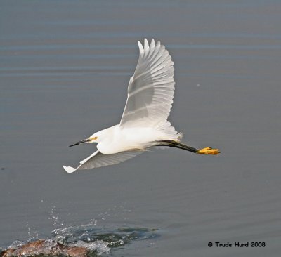 Snowy Egret