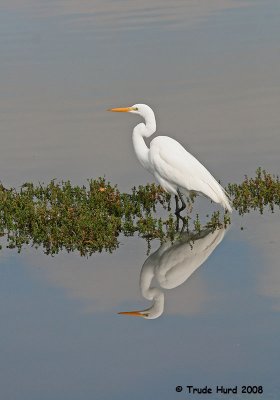 Great Egret reflection