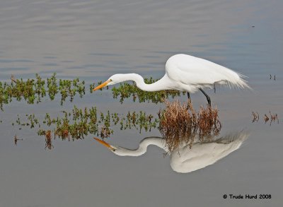 Great Egret hunting