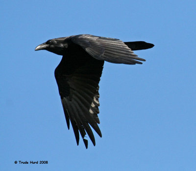 Common Raven