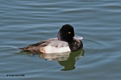 Greater or Lesser Scaup
