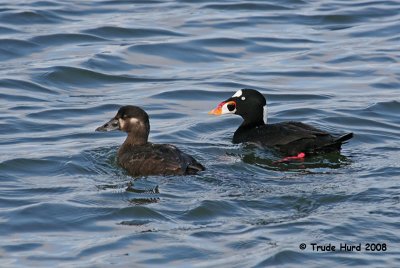 There's more mussels over there.  Let's go!