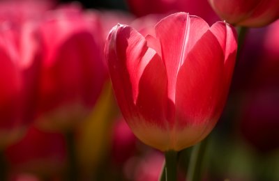 Tulip01.jpg