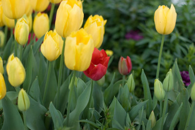 Tulip04.jpg