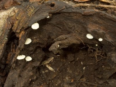 Fungi Mebbin National Pk.jpg