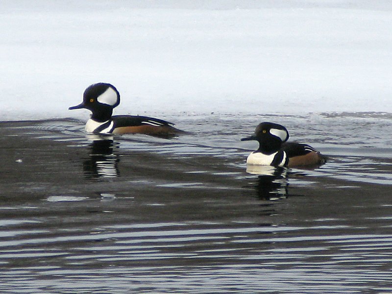 Hooded Merganser Males