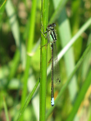 Eastern Forktail Male