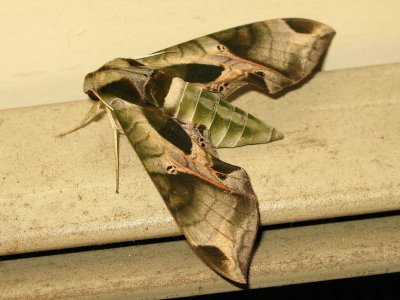Pandorus Sphinx Moth