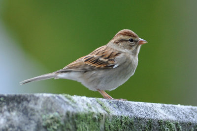 Chipping Sparrow in Autumn