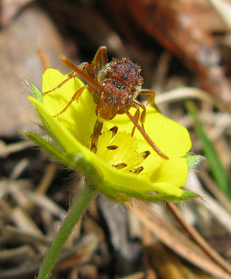 Wasp on Yellow Flower 1