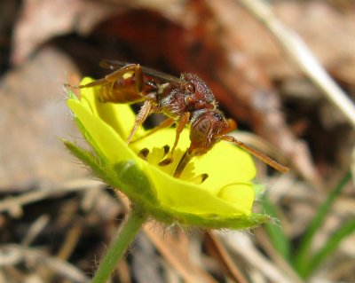 Wasp on Yellow Flower 2