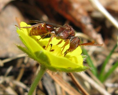Wasp on Yellow Flower 3