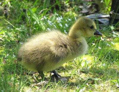 Canada Geese